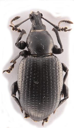 Réf. 334 241 : Otiorhynchus morio